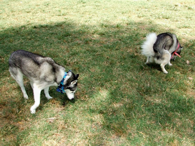 Dog Park Aug 23 06.JPG